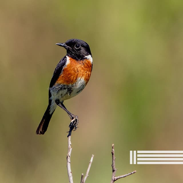 Morning Birds Radio - Birds In The Forest