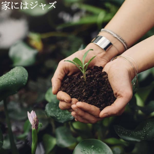 家にはジャズ - Summer Jazz Relax