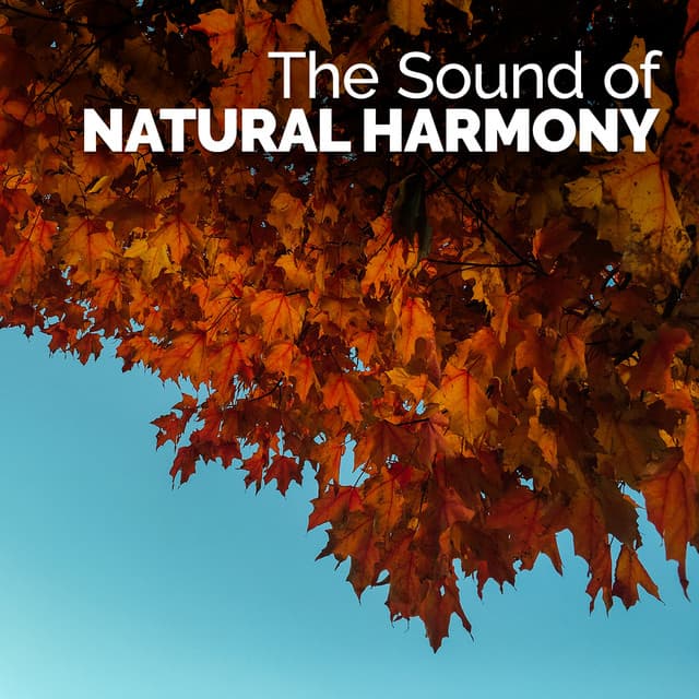 The Sound of Natural Harmony - Sounds of Nature for Deep Sleep and Relaxation