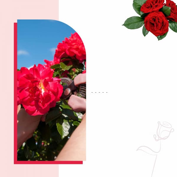 Relax Music Therapy - Total Relax