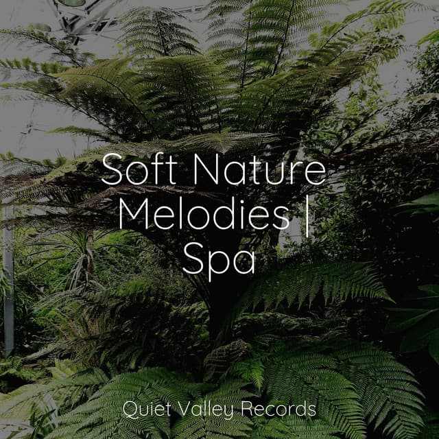 Soft Nature Melodies | Spa - Sleepy Night Music