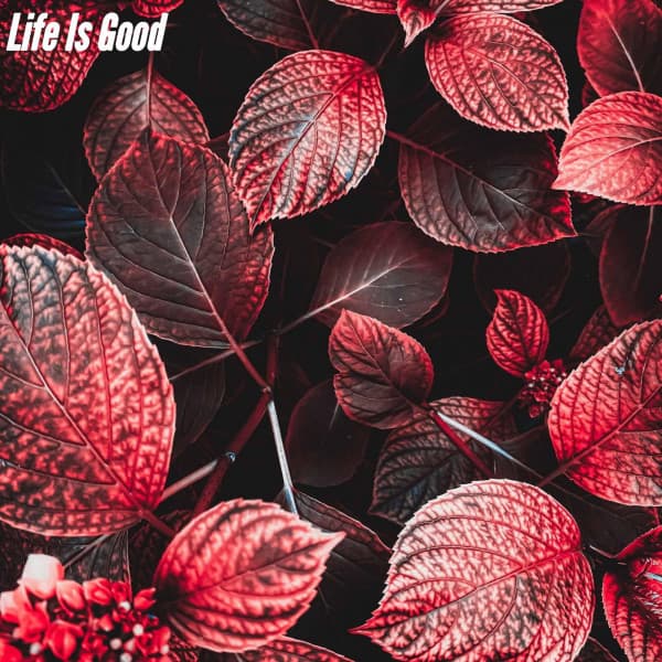 Life Is Good - Musique de Restaurant Chic