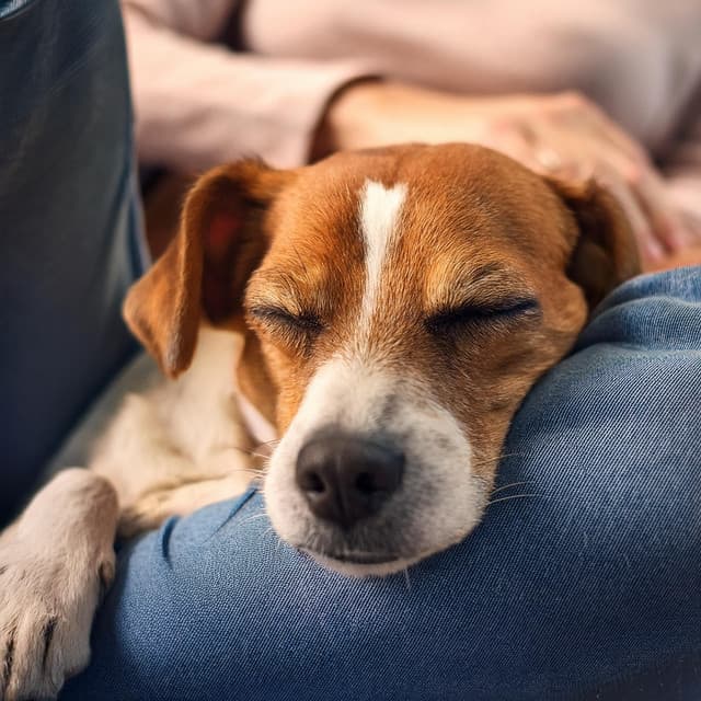 Calma Canina: Perro Relajante Música - Viaje Sonoro