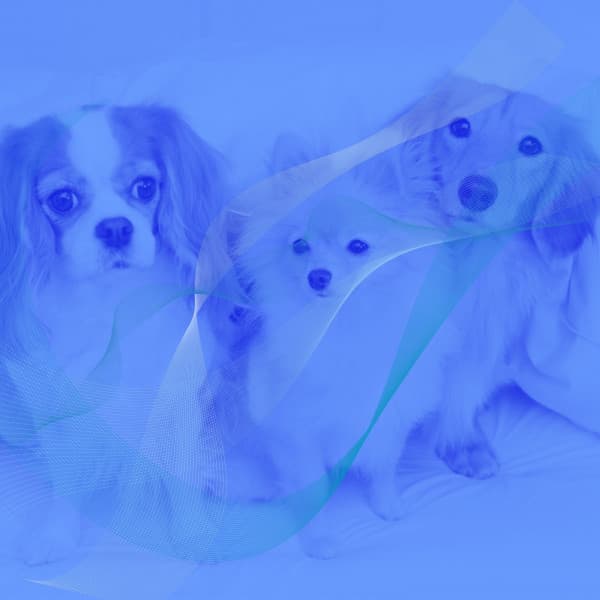 Music for Doggy Mental Health - Trumpet Jazz - Relaxing Dog Music