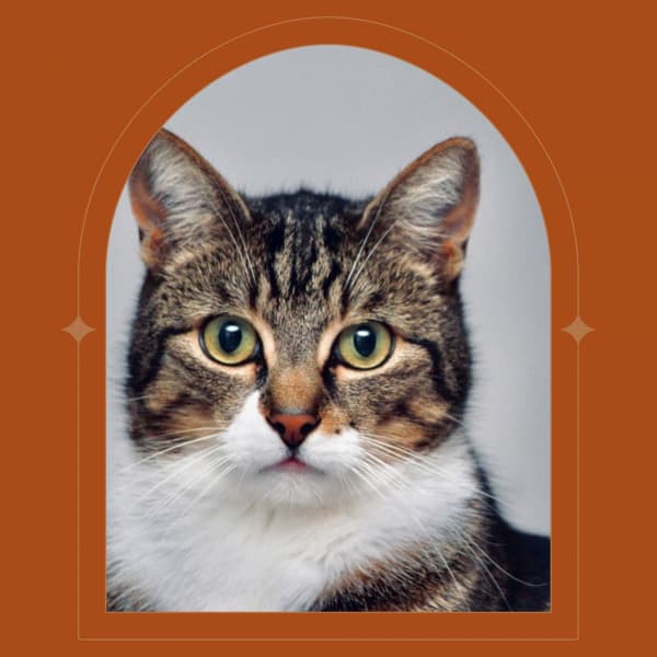 Scintillating Music for Loving Cats - Jazz Quintet - Cat Relax