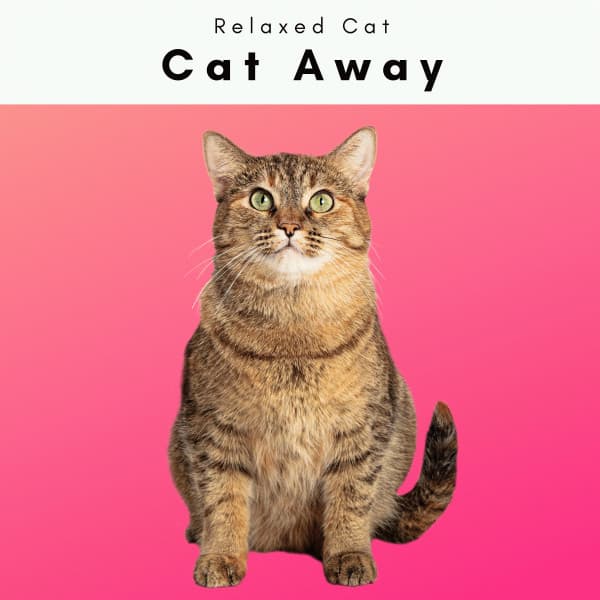 1 Cat Away - Pet Music Therapy