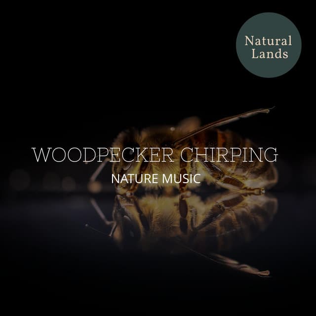 Woodpecker Chirping - Nature Music - Sleepy Times