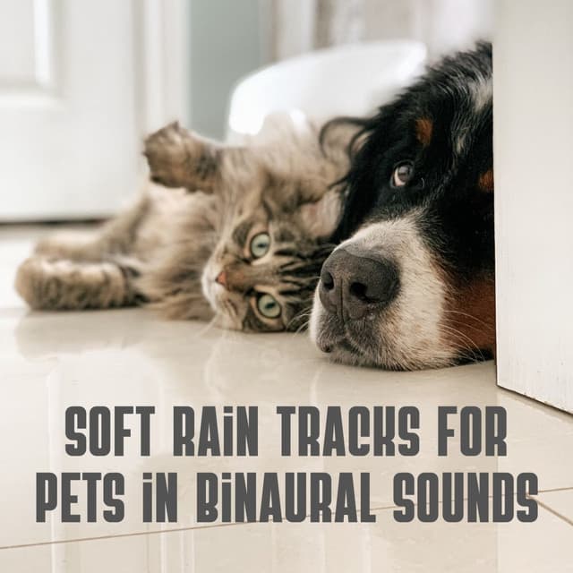 Soft Rain Tracks for Pets in Binaural Sounds - Binaural Beats MT