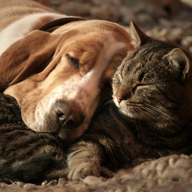 Night Slumber: Hip Hop Beats for Pets - The Animal Group
