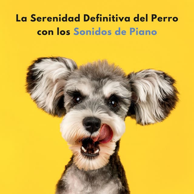 La Serenidad Definitiva Del Perro Con Los Sonidos De Piano - Piano Jazz Lujo
