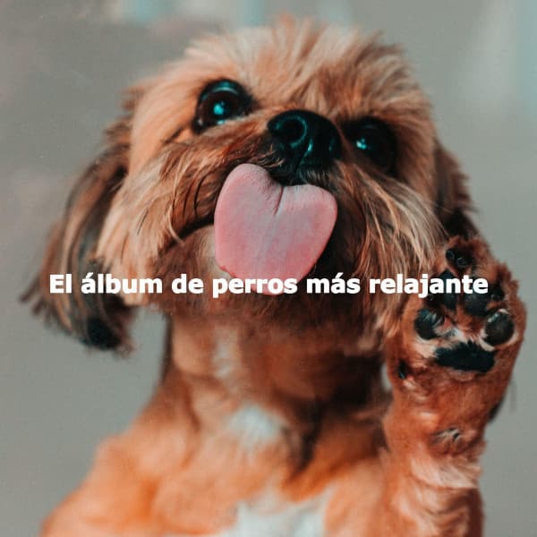 El álbum de perros más relajante - Soft Coffee Shop Music