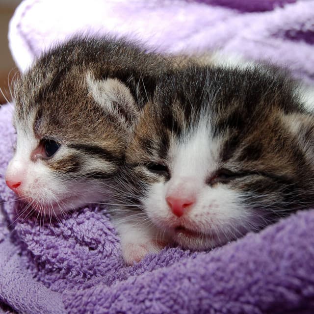 Cat Serenade: Binaural Fire Sounds for Soothing Kitties - Binaural Delta Beats Sleep