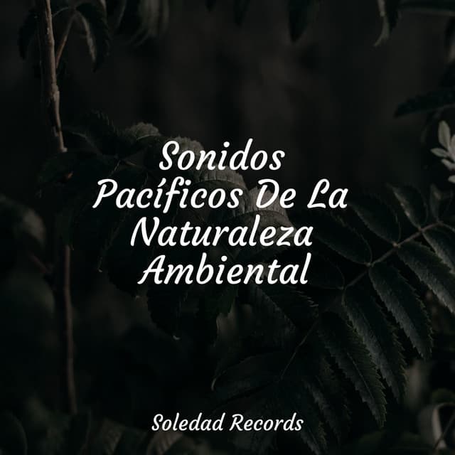 Sonidos Pacíficos De La Naturaleza Ambiental - Meditación