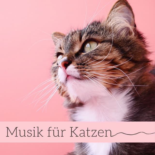 Musik für Katzen: Entspannungsmusik für Ihre Haustiere - Entspannungsmusik Universe