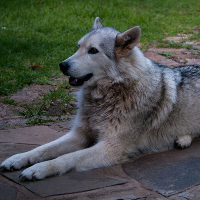 Calm Dogs: Rainfall Rhythms and Binaural Beats - Pure Binaural Beats