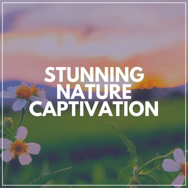 Stunning Nature Captivation - Soft Soundscapes