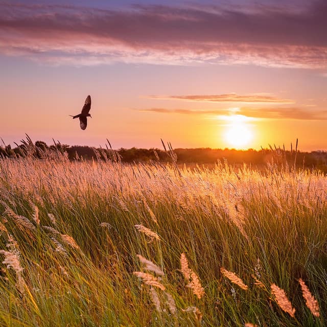 Calma Suave: Música Para La Relajación - Nueva era definitiva