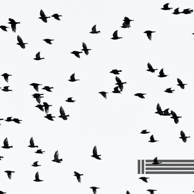 Birds Singing For Your Calmness - Birds In The Forest