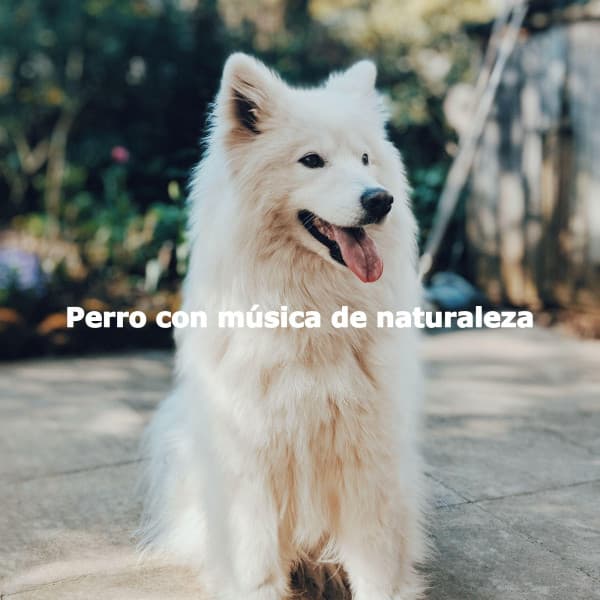Perro con música de naturaleza - Musica para Perros