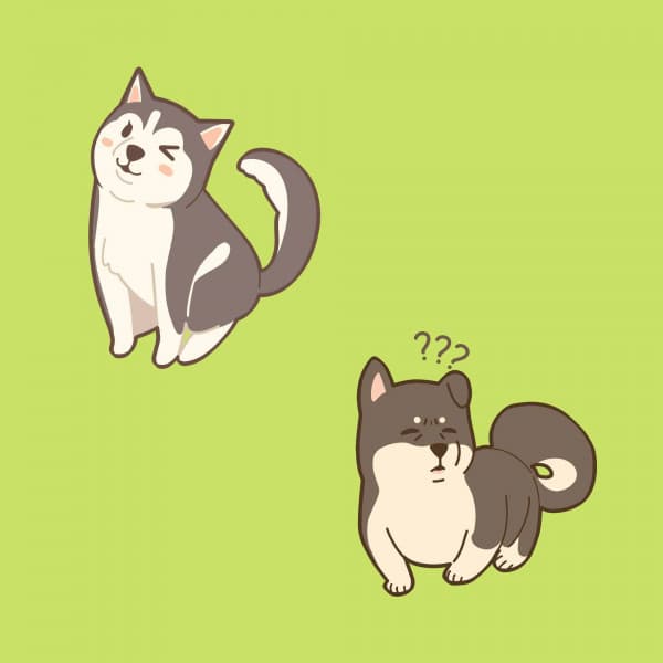 Latin Piano Music - Music for Puppy Mental Health - Dog Anxiety Music