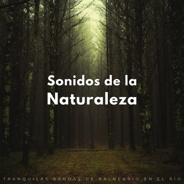 Sonidos De La Naturaleza: Tranquilas Bandas De Balneario En El Río - Rios y corrientes
