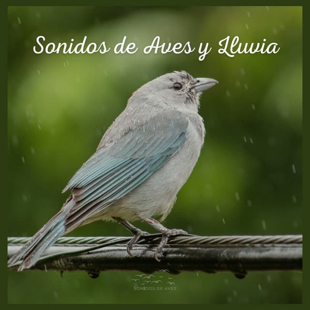 Sonidos de Aves y Lluvia - Sonidos De Aves