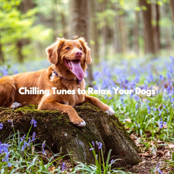 Chilling Tunes to Relax Your Dogs - Acoustic Jazz