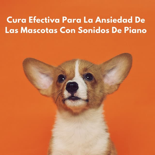 Cura Efectiva Para La Ansiedad De Las Mascotas Con Sonidos De Piano - Pianoramix