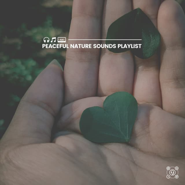 Peaceful Nature Sounds Playlist - Rain Sounds Nature Collection