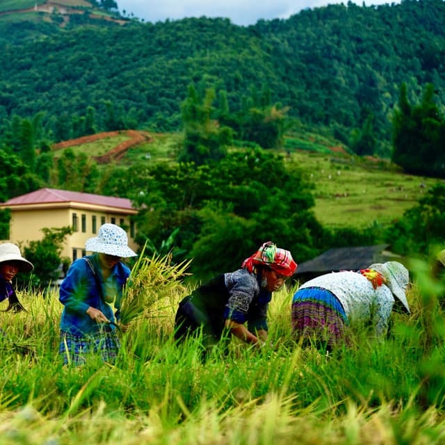 Binaural Rain's Energizing Work Symphony - Rain and Thunder Sounds