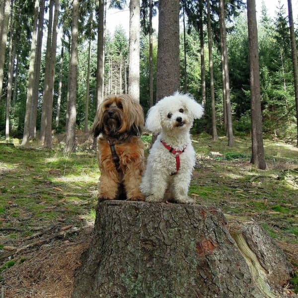 Amazing Music for Doggo in Winter - Jazz Quintet - Chill My Pooch