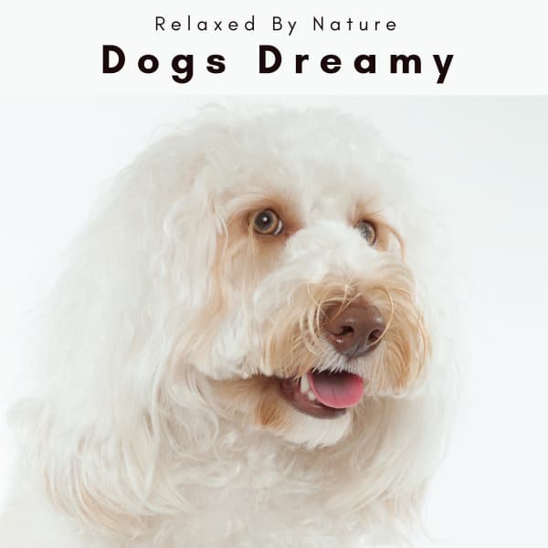 4 Dogs Dreamy - Dogs Music Therapy