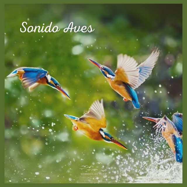 Sonido Aves - Sonidos De Aves