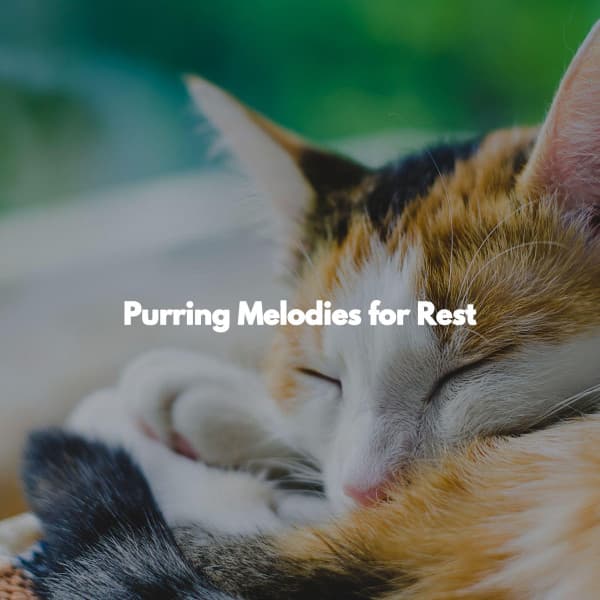 Purring Melodies for Rest - Hotel Lobby Lounge