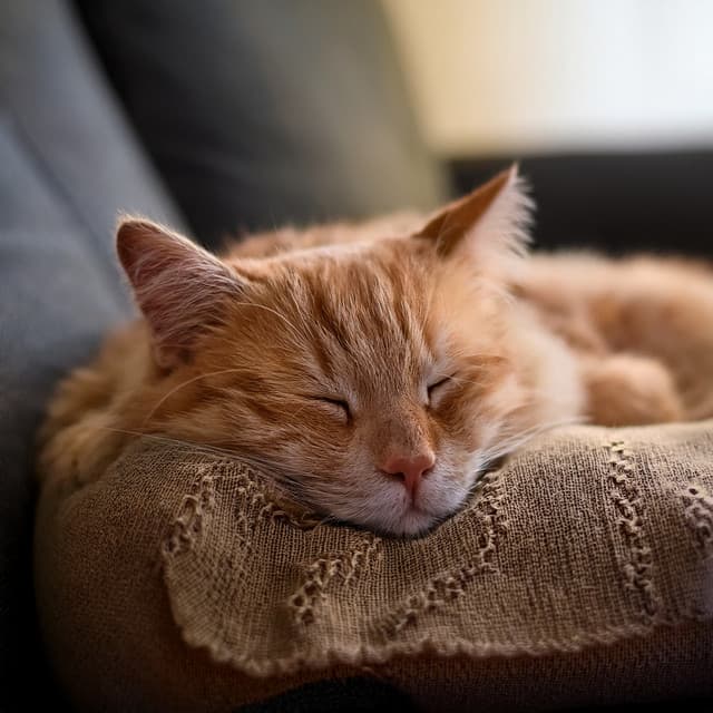 Hip Hop Para Gatos: Ritmos Relajados Para Vibras Felinas - Ondas Alfa Puras