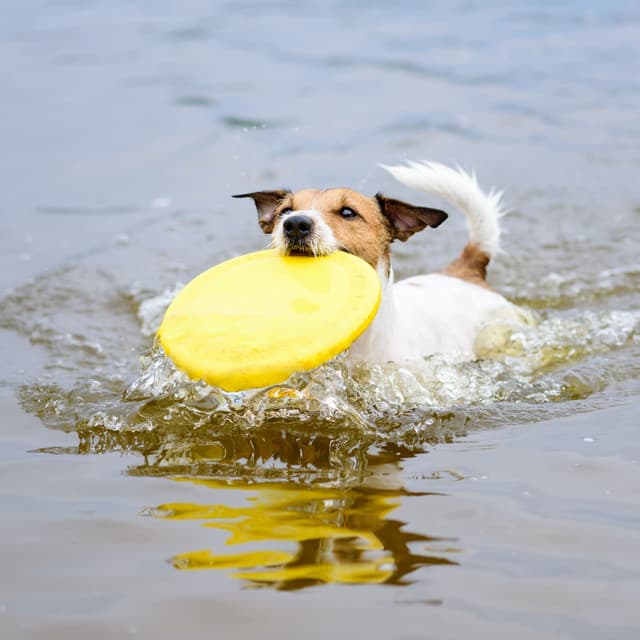 River Fetch: Theta Waves Soothing Dog Playtime Fun - In The River (Sound FX)