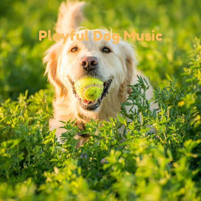 Playful Dog Music - Pet Music Therapy