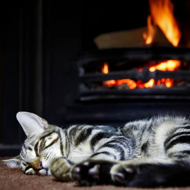 Feline Fireside Serenity: Binaural Nature Sounds for Cats - Binaural Systems