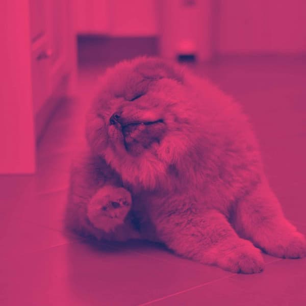 Echoes of Doggy Day - Jazz for Dogs