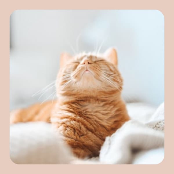Background Music for The Comfortable Cats - Music for Resting Cats