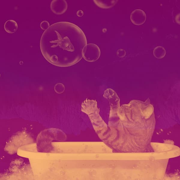 Music for Lush Kittens - Musica para Gatos