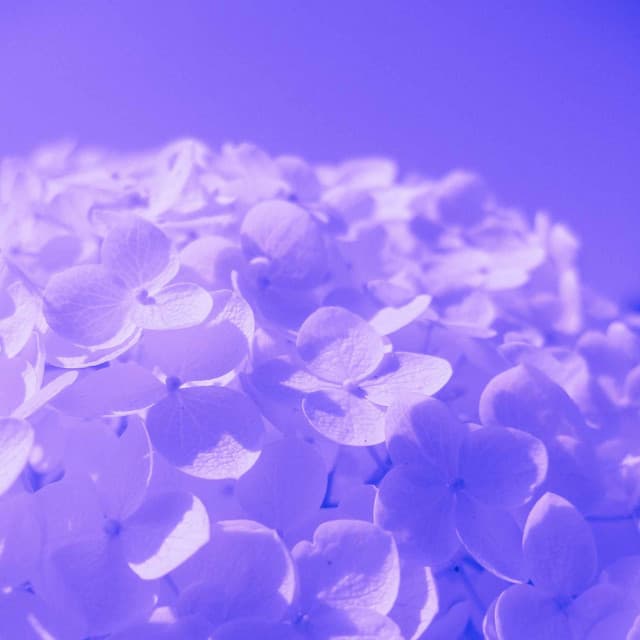 Mind-blowing Background Music for Peaceful and Calm - Work Music