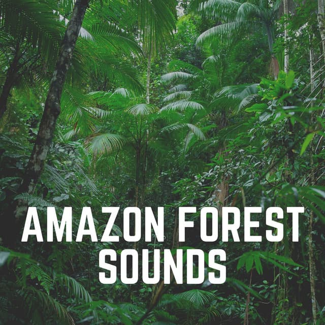 Amazon Forest Sounds - Bird Sounds
