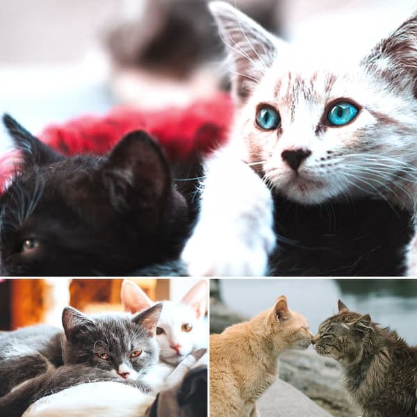 Music for Morning Cat Food - Cat Music Hour