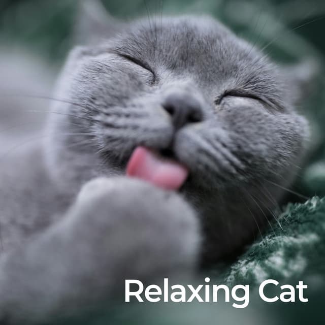 Relaxing Cat - Cat Music Therapy