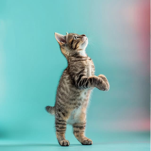 Armonías Felinas: Melodías Calmantes Para Gatos - Escucha fácil del domingo