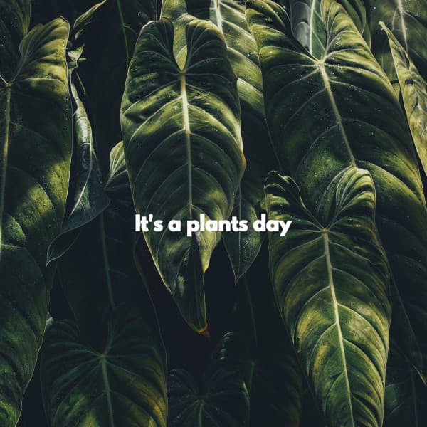It's a plants day - Fun Jazz