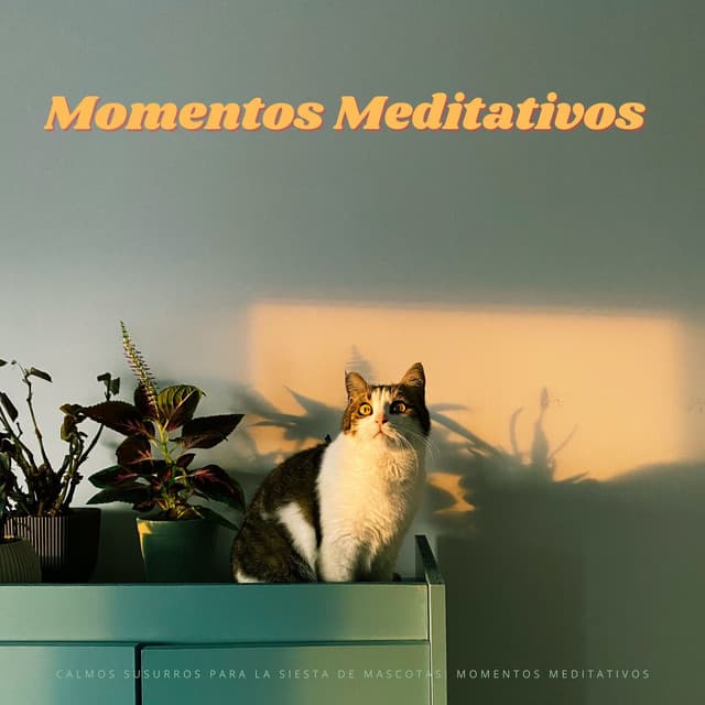 Calmos Susurros Para La Siesta De Mascotas: Momentos Meditativos - Algo de Música