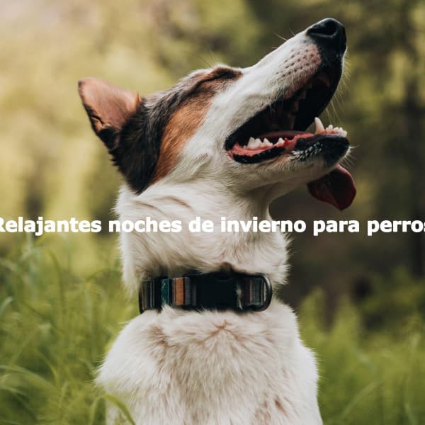 Relajantes noches de invierno para perros - Happy Instrumental Jazz