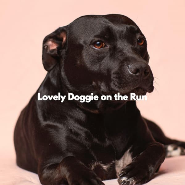 Lovely Doggie on the Run - Dreamtime Music